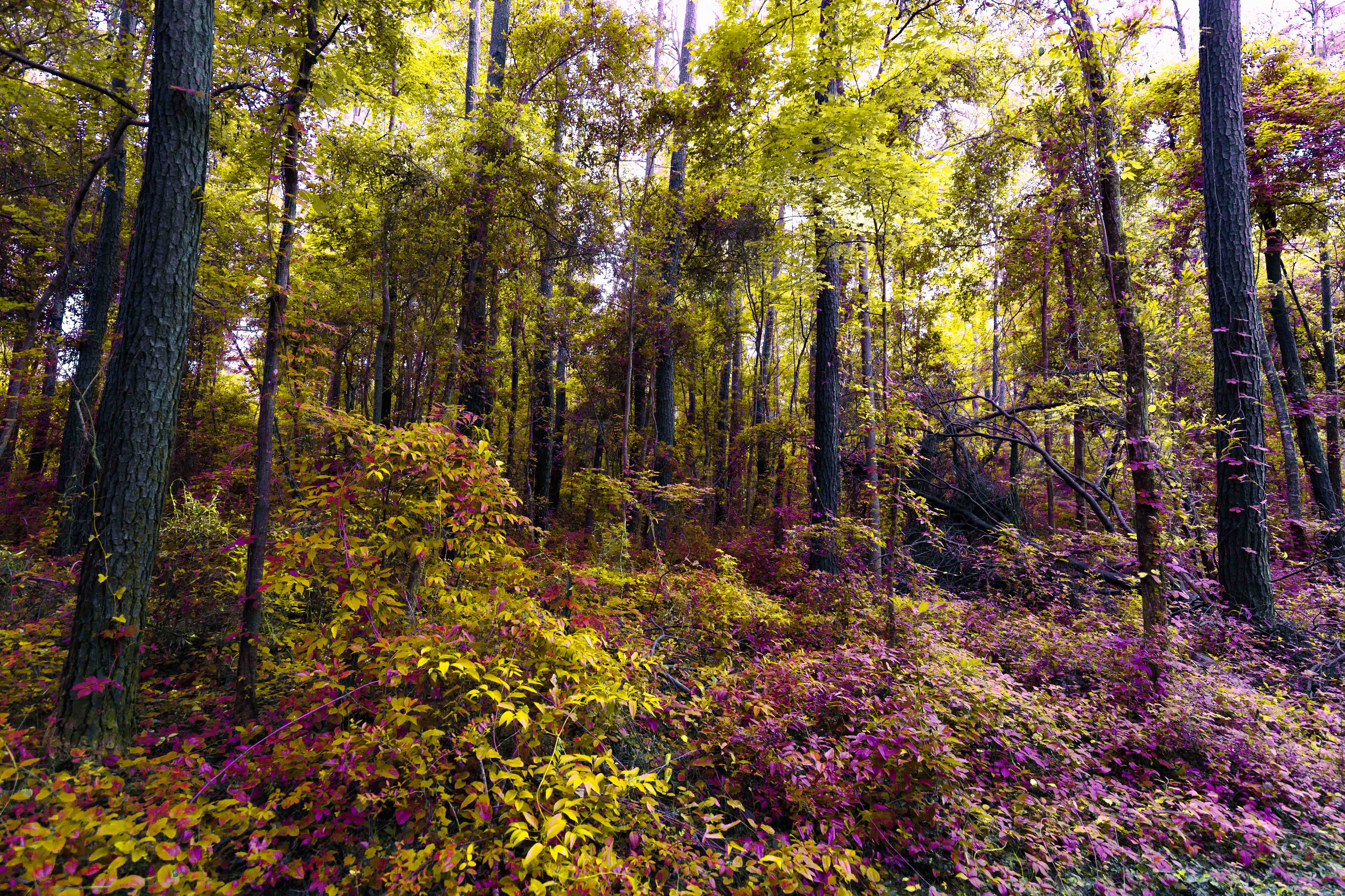 A Different Forest (Stimulated False IR Color) 104d3aa0 308c 43df 8373 5024f2755bc4
